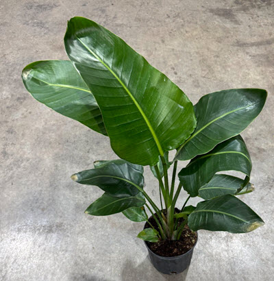 8" Bird of Paradise White